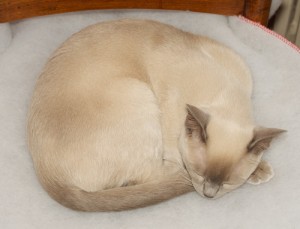 Tonkinese