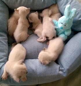 Yoda and Norman's litter of October, 2015